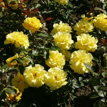 Rosa - hybride - Friesia® - korresia